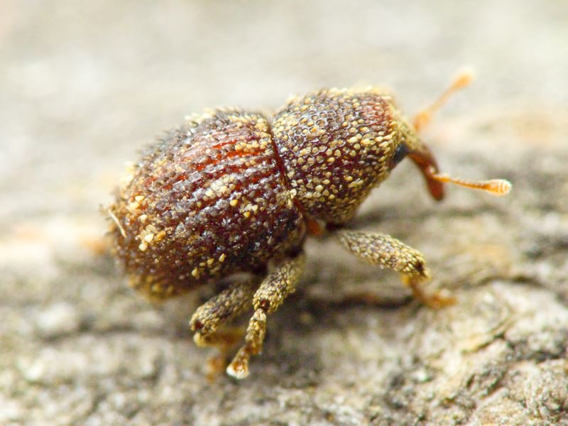 Acalles (Acalles) echinatus (Germar, 1824)